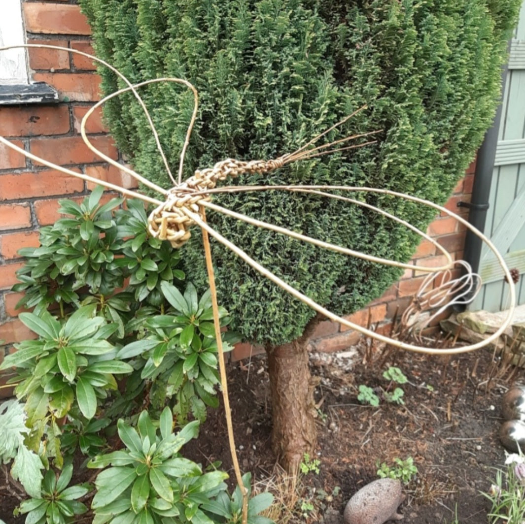 Willow Dragonfly at Brooklands Healthclub 2.7.26